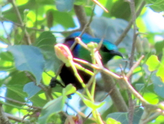 Cinnyris bifasciatus microrhynchus