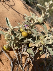 Solanum quadriloculatum