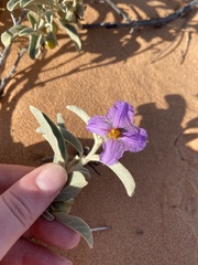 Solanum quadriloculatum