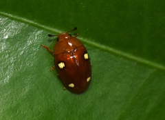 Mycotretus palmiphilus