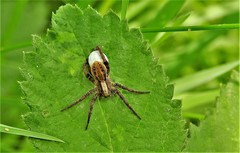 Alopecosa pulverulenta