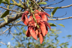 Erythrina crista-galli