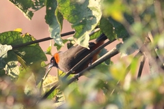 Pterorhinus ruficollis