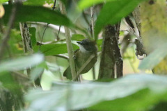 Illadopsis fulvescens