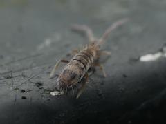 Entomobrya nivalis