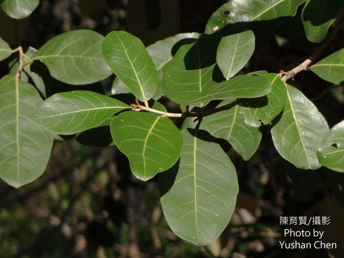 Heritiera littoralis