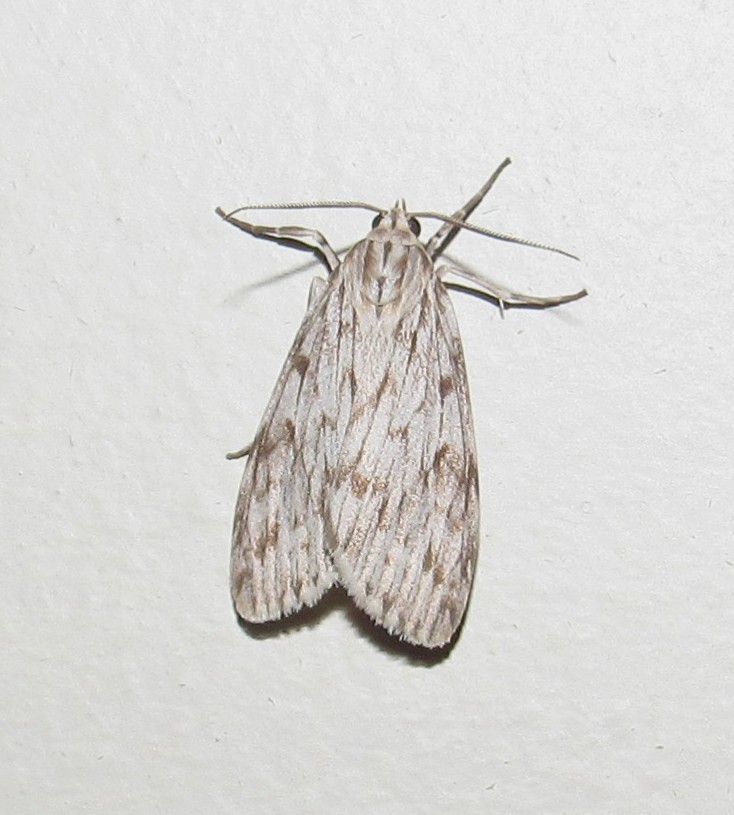 Eucereon ladas