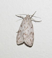 Eucereon ladas