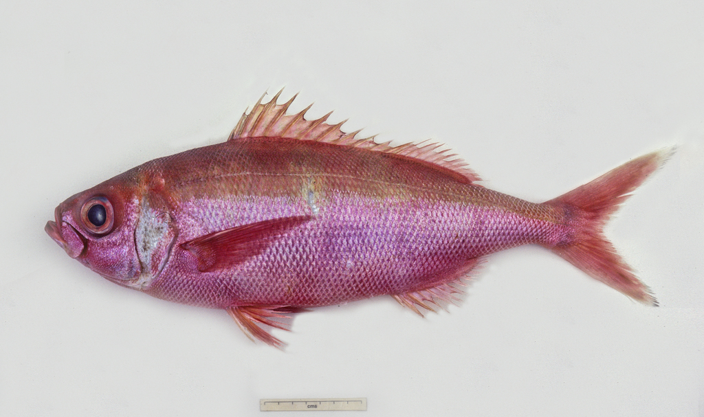 Rubyfish