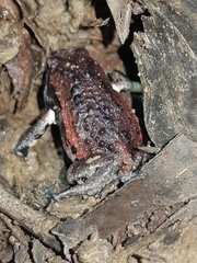 Pseudophryne raveni