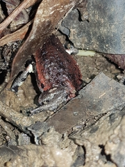 Pseudophryne raveni