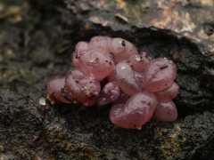 Ascotremella