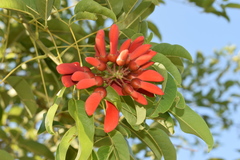 Erythrina crista-galli