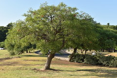 Erythrina crista-galli