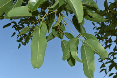 Erythrina crista-galli