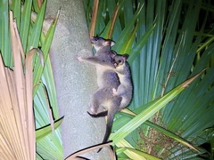 Trichosurus vulpecula arnhemensis