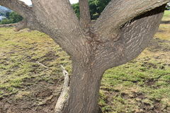 Erythrina crista-galli