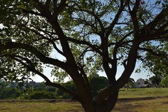 Erythrina crista-galli