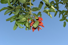Erythrina crista-galli