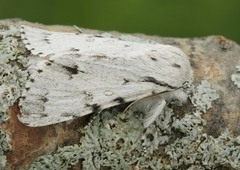 Acronicta vulpina