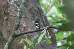 Platysteira castanea