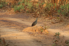 Pternistis icterorhynchus