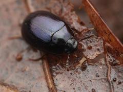 Platydema violacea