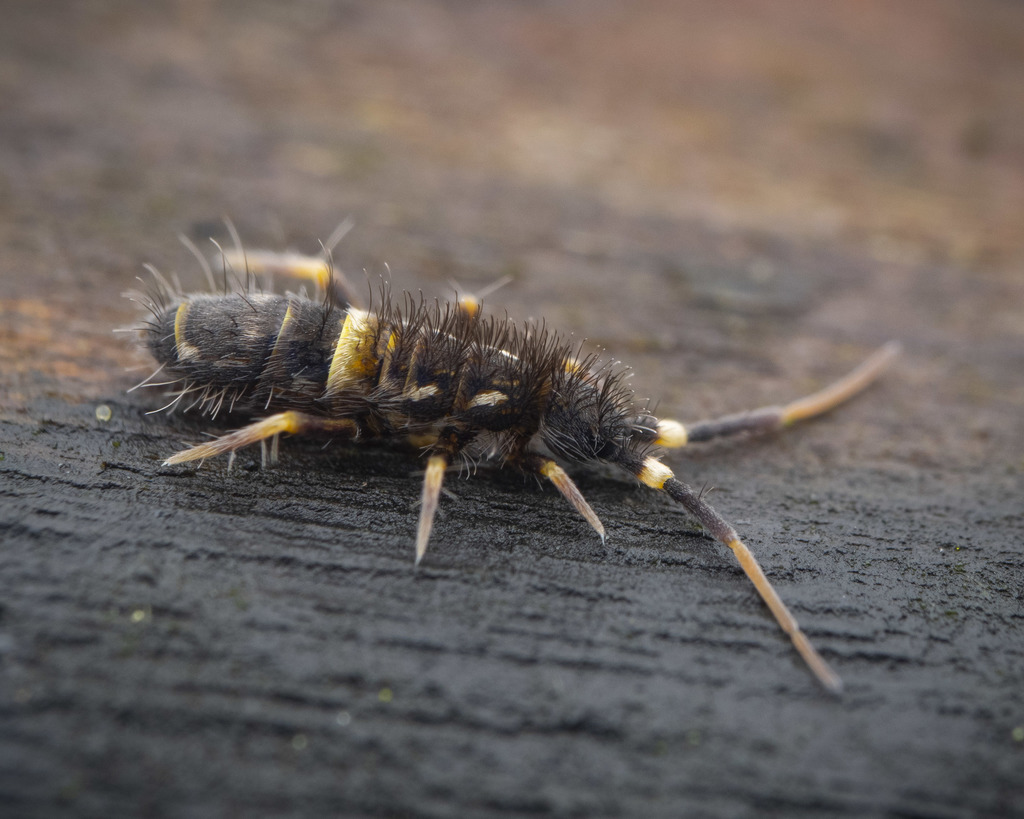 Belted springtail (Orchesella cincta)