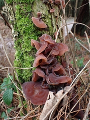 Auricularia auricula-judae