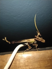 Stenophylla cornigera