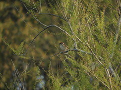 Passer montanus