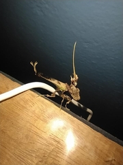 Stenophylla cornigera