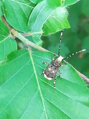 Platystomos albinus