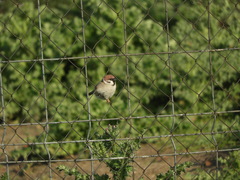 Passer montanus