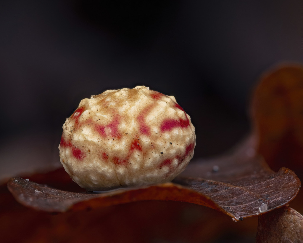 Striped-pea Gall Causer