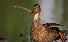 Anas platyrhynchos