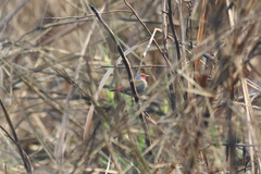 Pytilia hypogrammica