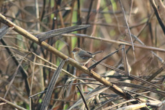 Cisticola anonymus