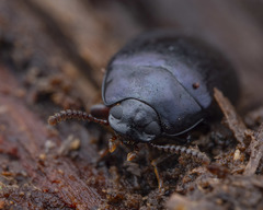 Platydema violacea