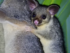 Trichosurus vulpecula arnhemensis