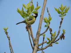 Parus major