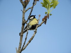 Parus major
