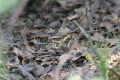 Caprimulgus climacurus