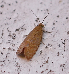 Celypha rufana