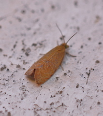 Celypha rufana