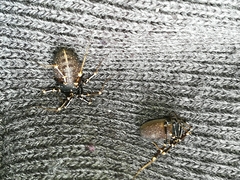 Egaenus convexus