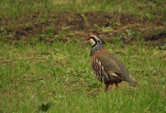 Alectoris rufa