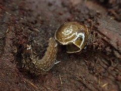Coleoptera