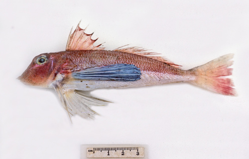 Argus-poon (Lepidotrigla argus) — Triglidae — 2