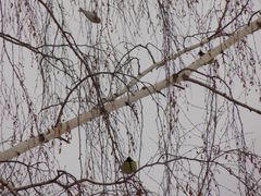 Parus major